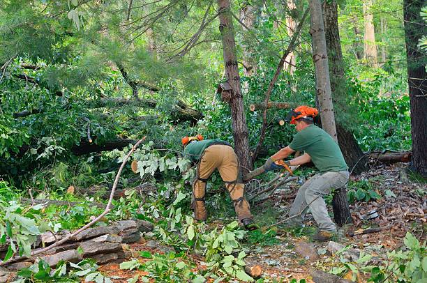 Best Best Tree Removal Services  in USA